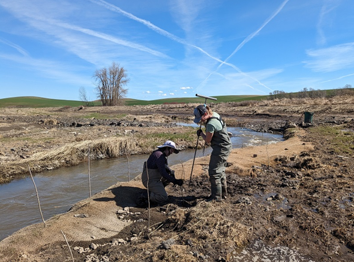 Ecology staff installing tree plantings along stream